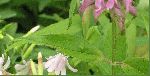Wild Bergamot (Monarda fistulosa), leaf
