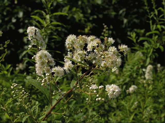 Meadowsweet (Spiraea latifolia)