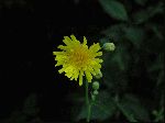 Spiny-Leaved Sow-Thistle (Sonchus asper), flower