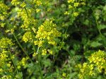 Early Winter Cress