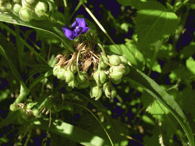 Spiderwort (Tradescantia virginiana)