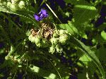 Spiderwort (Tradescantia virginiana), tech