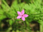 Deptford Pink (Dianthus armeria), flower