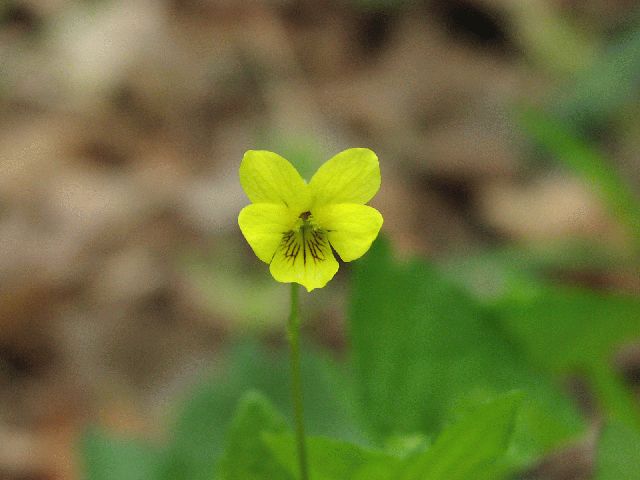 Downy Yellow Violet (Viola pubescens)