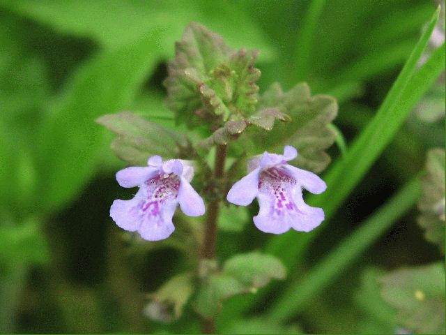 Ground Ivy (Glechoma hederacea)