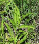 Hairy Beardtongue (Penstemon hirsutus), leaf
