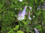 Hairy Beardtongue (Penstemon hirsutus), flower
