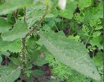 Horse nettle (Solanum carolinense), leaf