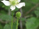 Thimble weed (Anemone virginiana), fruit/seed