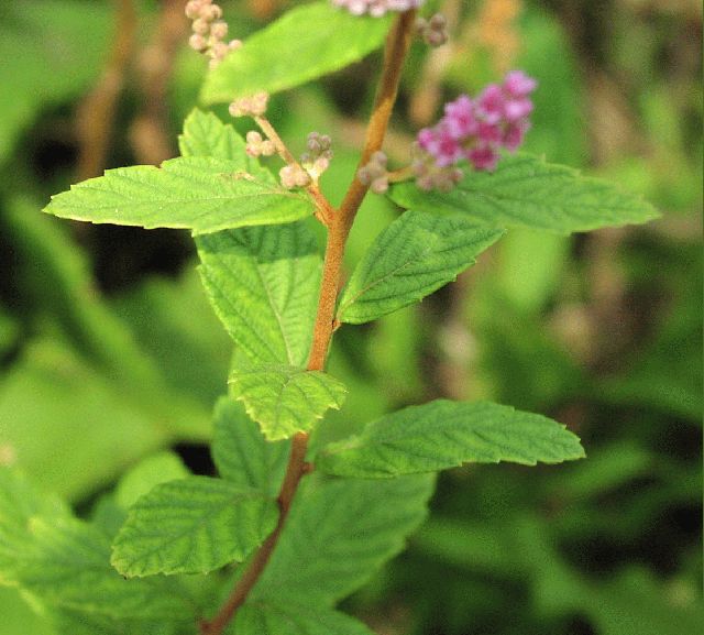 Steeplebush (Spiraea tomentosa)