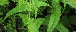 Boneset (Eupatorium perfoliatum), leaf