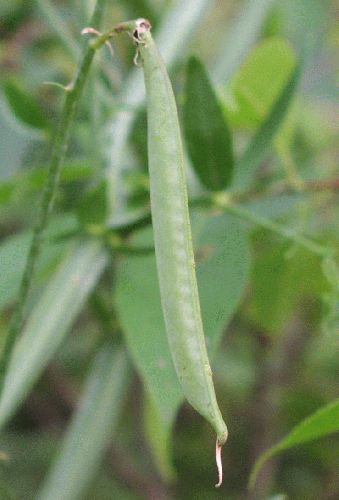 Everlasting Pea (Lathyrus latifolius)