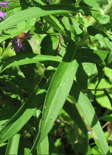 New England Aster (Aster novae-angliae)