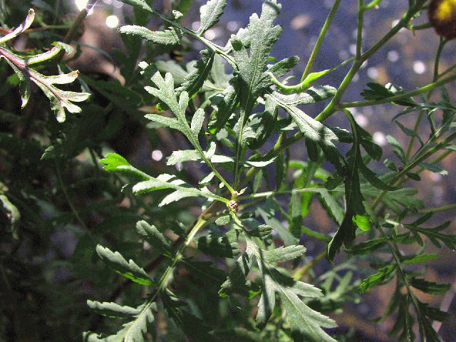 Common Tansy (Tanacetum vulgare L.)