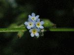 Smaller Forget-Me-Not (Myosotis laxa), flower