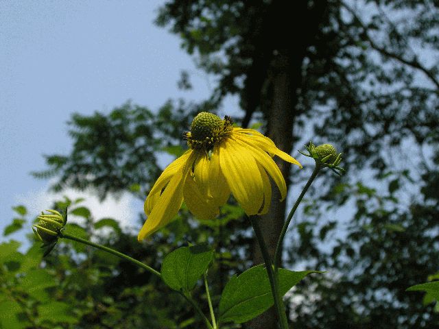 Tall Coneflower (Rudbeckia laciniata)