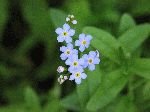 True Forget-Me-Not (Myosotis scorpioides), flower