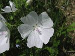 Musk Mallow (Malva moschata), flower