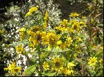 Bur-Marigold (Bidens laevis), flower
