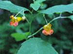 Spotted Touch-Me-Not (Impatiens capensis), flower