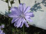 Chicory (Cichorium intybus), flower