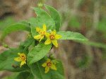 Garden Loosestrife (Lysimachia vulgaris), flower
