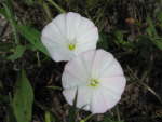 Field Bindweed (Convolvulus arvensis L.), flower