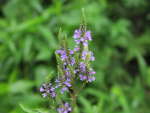 Blue Vervain (Verbena hastata), flower