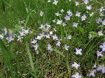Bluets (Houstonia caerulea), flower