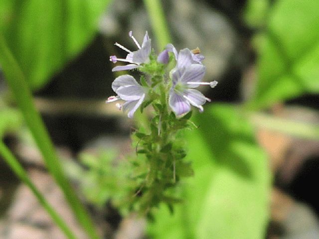 Common Speedwell (Veronica officinalis)