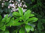 Mountain Laurel (Kalmia latifolia), leaf