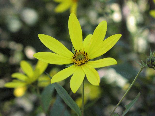 Thin-Leaved Sunflower (Helianthus decapetalus)