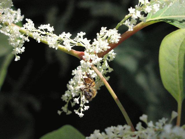 Japanese Knotweed (Polygonum cuspidatum)
