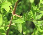 Common St. Johnswort (Hypericum perforatum), leaf