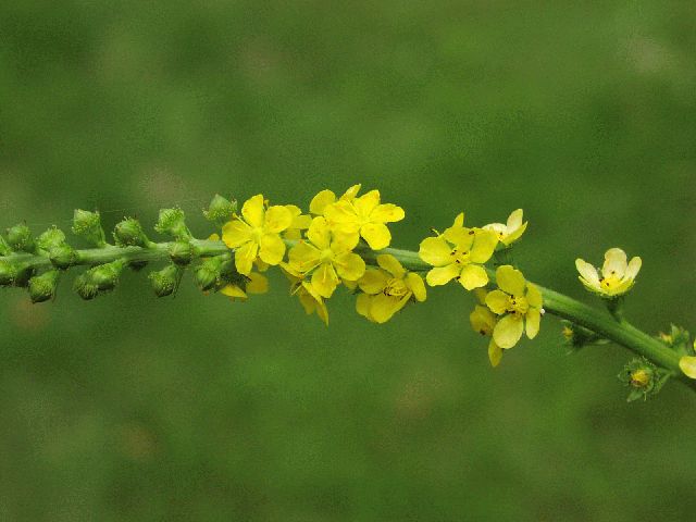 Southern Agrimony (Agrimonia parviflora)