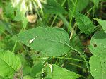Basil Balm (Monarda clinopodia), leaf