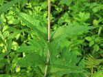 Whorled Rosinweed (Silphium trifoliatum), leaf