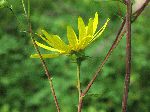 Whorled Rosinweed (Silphium trifoliatum), tech
