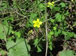 Yellow Wood-Sorrel (Oxalis stricta), flower