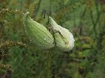 Common Milkweed (Asclepias syriaca), fruit/seed