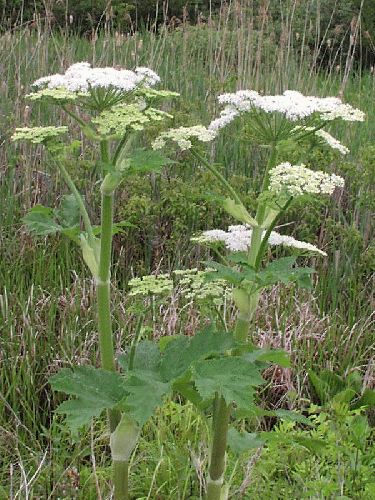 Cow Parsnip (Heracleum lanatum)