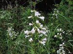 Foxglove Beardtongue (Penstemon digitalis), flower