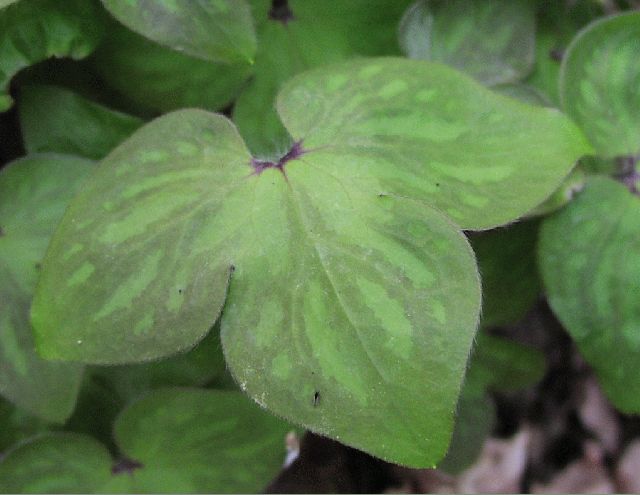 Round-Lobed Hepatica (Hepatica americana)