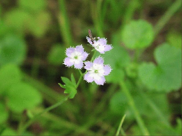 Miami Mist (Phacelia purshii)