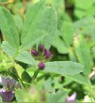 Alfalfa (Medicago sativa), leaf