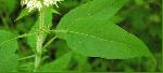 Hairy Wood-Mint (Blephilia hirsuta), leaf
