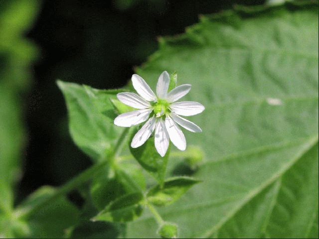 Chickweed (Stellaria media)