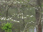 Flowering Dogwood (Cornus florida), flower