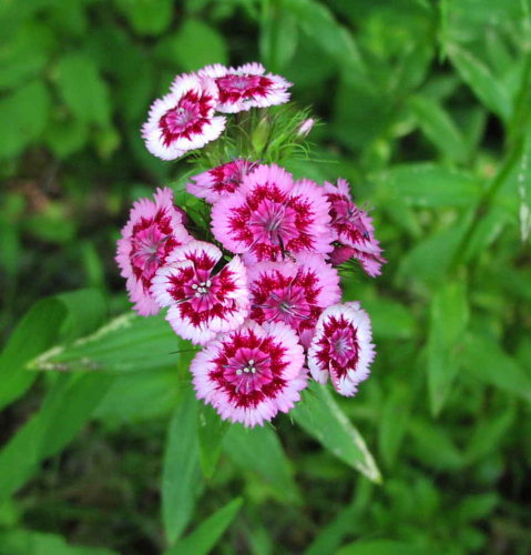 Sweet William (Dianthus barbatus)