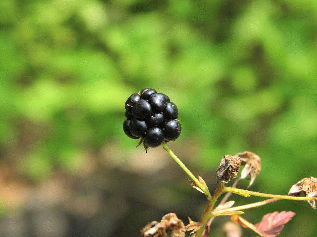 Common Blackberry (Rubus allegheniensis)